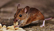 24 Hour & Emergency Exterminators in Yorkville, CA